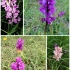 Orchideenwiesen